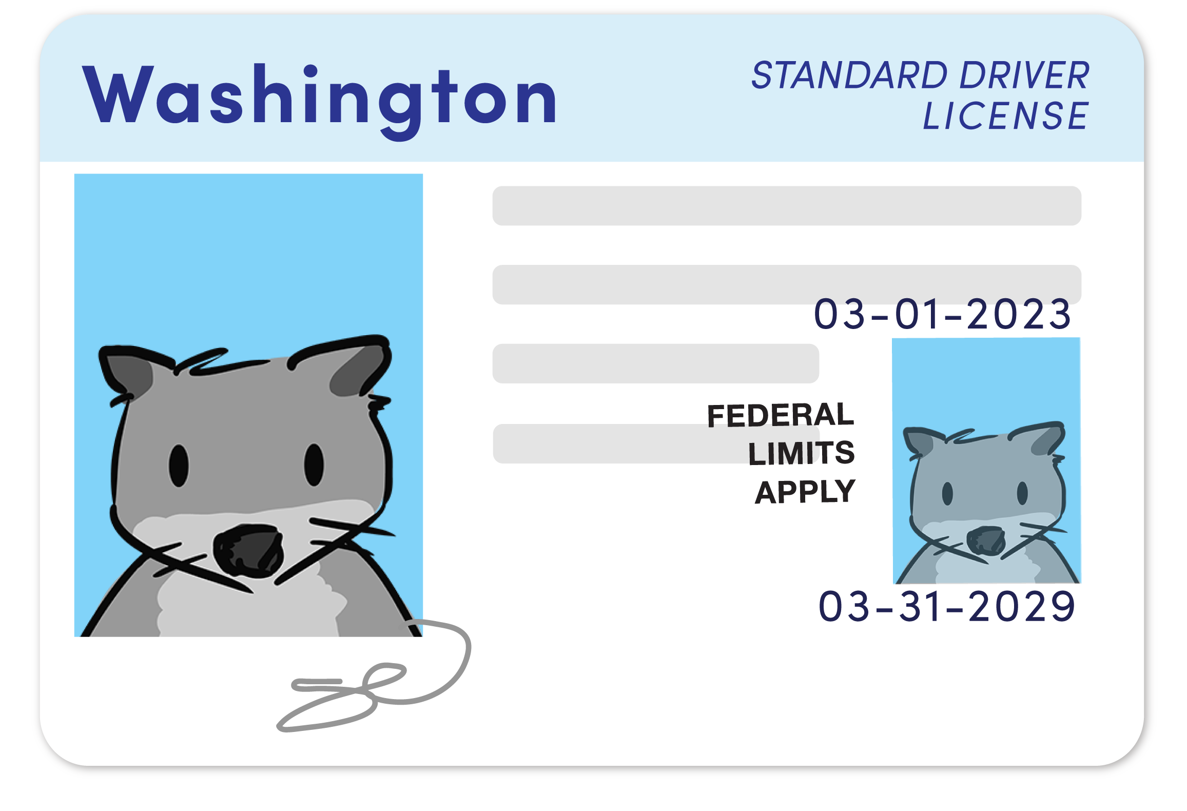 Illustration of a standard driver's license